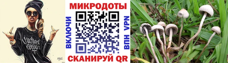 Купить закладки  Новошахтинск  Псилоцибиновые грибы Cubensis 